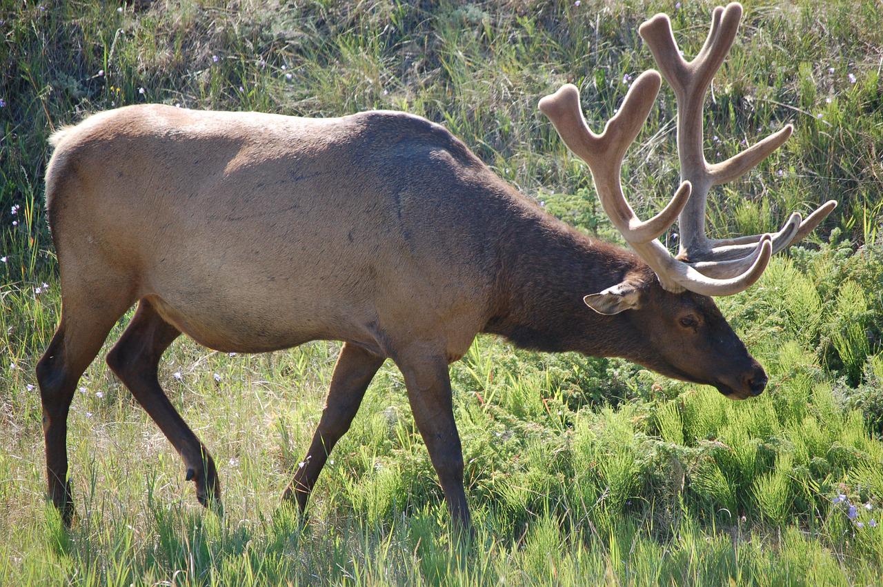 elk, nature, wildlife-1819876.jpg